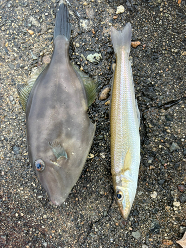 ウマヅラハギの釣果