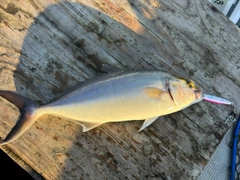 ショゴの釣果