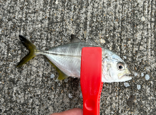 シマアジの釣果