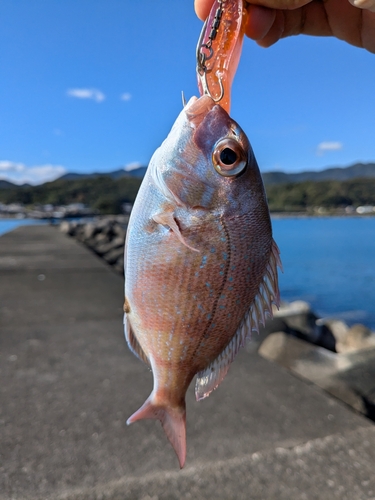 チャリコの釣果