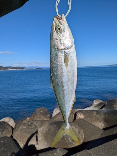 ツバスの釣果