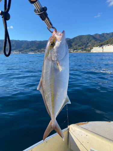 ショゴの釣果