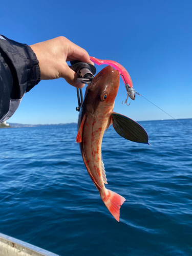 ホウボウの釣果