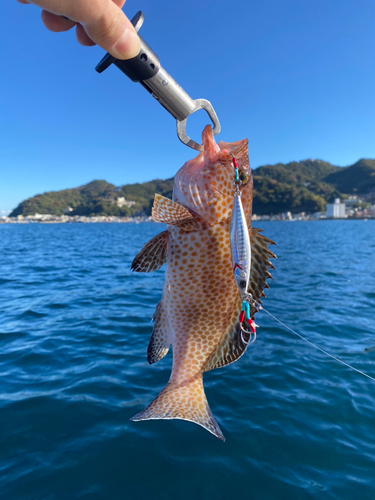 オオモンハタの釣果