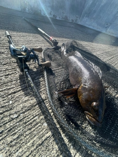 アイナメの釣果