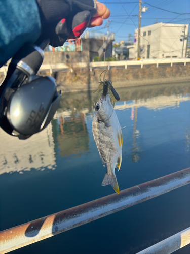 キビレの釣果