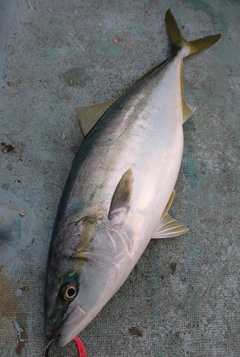 ワラサの釣果