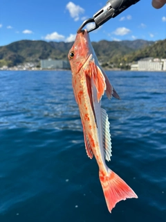 ホウボウの釣果