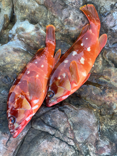 アカハタの釣果