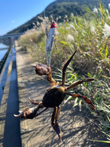 カニの釣果