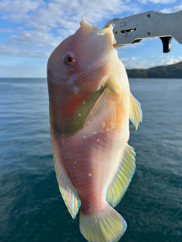 イラの釣果