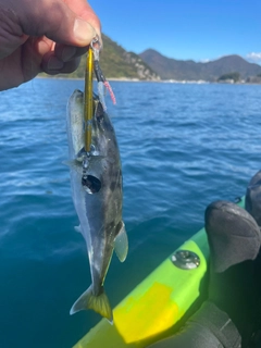 シロサバフグの釣果