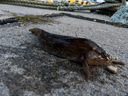 アイナメの釣果