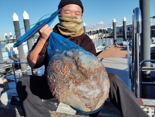 マダコの釣果