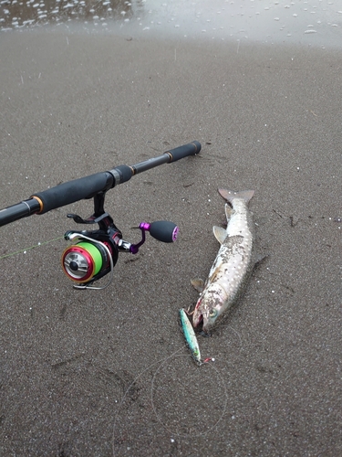 アメマスの釣果