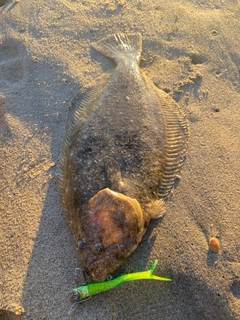 ヒラメの釣果