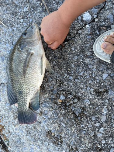 ティラピアの釣果