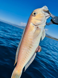 シロアマダイの釣果