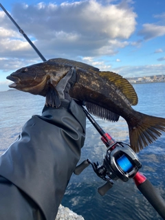 アイナメの釣果