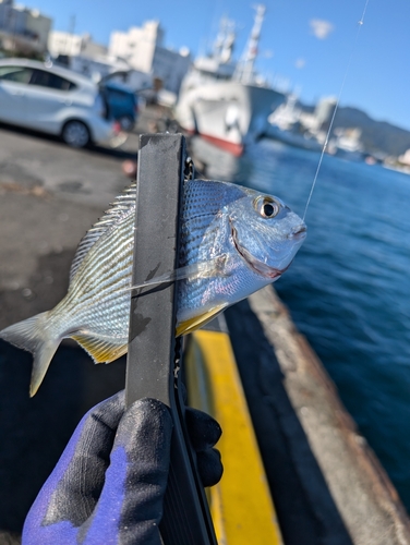 ヘダイの釣果