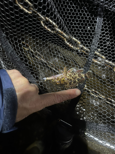 タケノコメバルの釣果