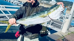ブリの釣果