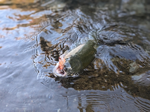 ニジマスの釣果