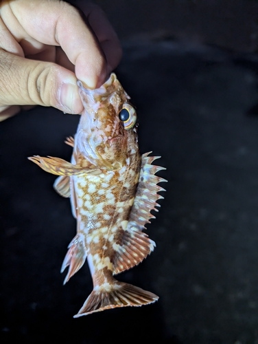 カサゴの釣果