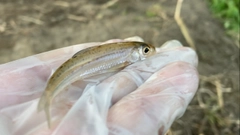 タモロコの釣果