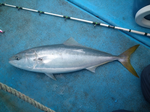 ワラサの釣果