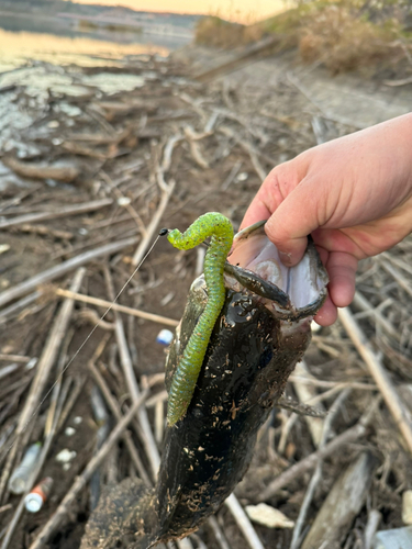 ブラックバスの釣果