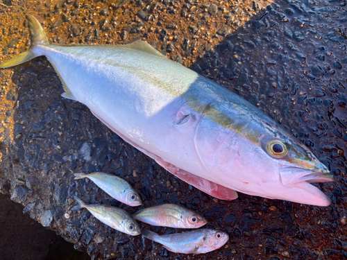 イナダの釣果