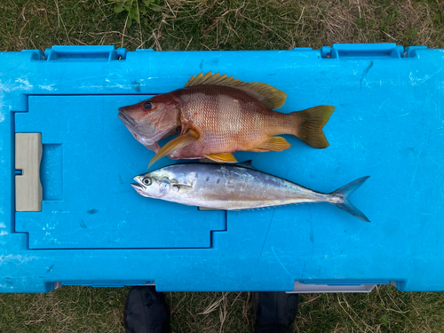 イケカツオの釣果