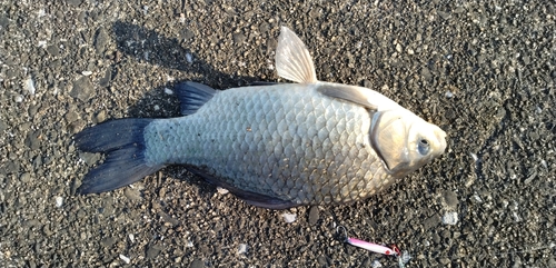 フナの釣果