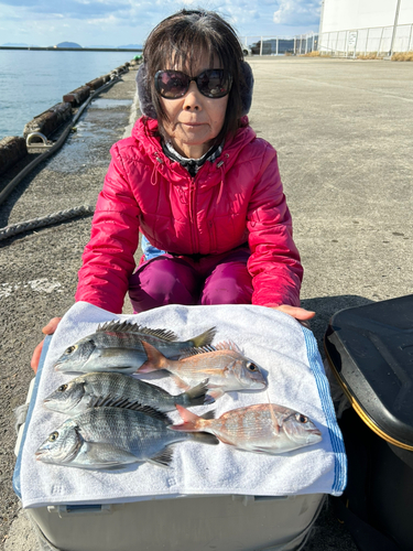 マダイの釣果