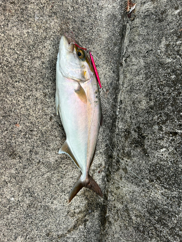 カンパチの釣果