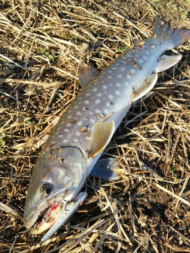 アメマスの釣果