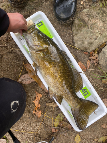 スモールマウスバスの釣果