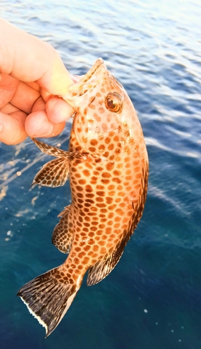 オオモンハタの釣果