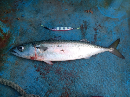 サバの釣果