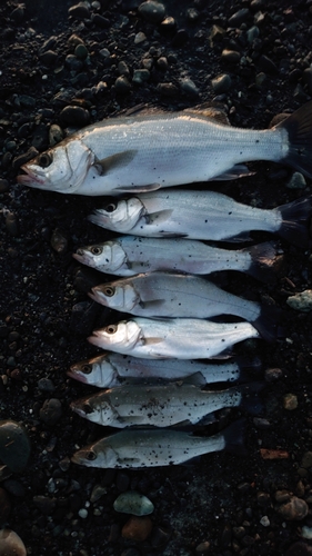 シーバスの釣果