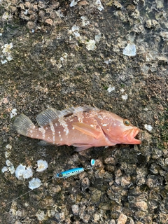 アコウの釣果