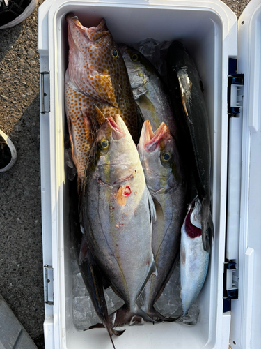 オオモンハタの釣果