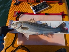 シーバスの釣果