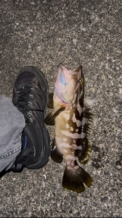 オオモンハタの釣果