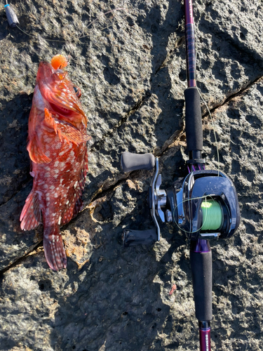 カサゴの釣果