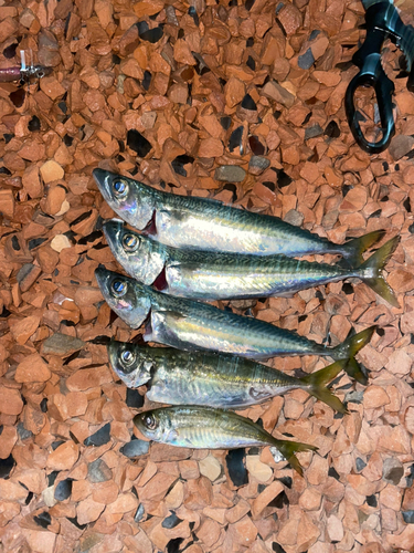 マサバの釣果