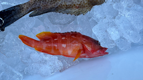 アカハタの釣果