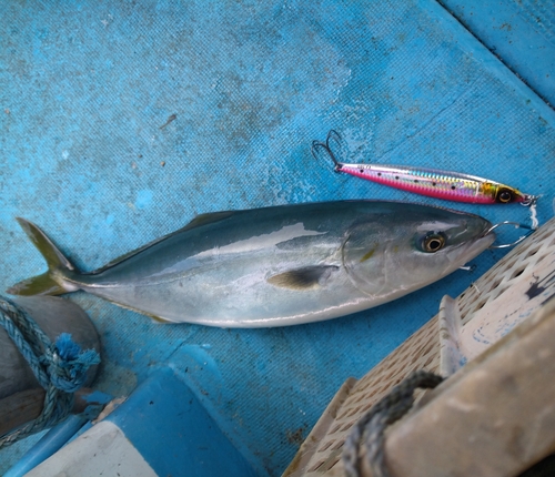 イナダの釣果