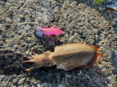 シリヤケイカの釣果